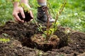 Man is planting a pot plant Rubus fruticosus into the garden, mulching and gardening Royalty Free Stock Photo