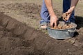 A man planting potatoes in the ground in early spring, potato tubers are ready to be planted in the soil Royalty Free Stock Photo