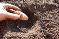 man planting sunroot bulb. sowing jerusalem artichoke in vegetable garden