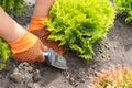 Man planting thuja plants in the yard. Thuja occidentalis danica seedling in a gardener hand. Seasonal works in the garden. Royalty Free Stock Photo