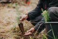 Man planting young tree seedling of conifer in the forest, save the planet, oxygen for the planet, nature concept Royalty Free Stock Photo