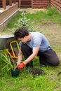 Man plants daylily in a garden Royalty Free Stock Photo