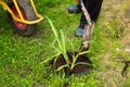 Man plants daylily in a garden Royalty Free Stock Photo