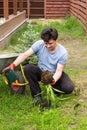 Man plants daylily in a garden Royalty Free Stock Photo