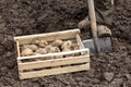 A man plants potatoes in a farmer`s field. A shovel and a box of potato seeds