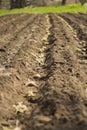 Man plants potatoes in the spring. Basket with seed potatoes and manure. Landing of potatoes.