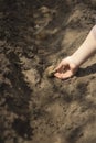 Man plants potatoes in the spring. Basket with seed potatoes and manure. Landing of potatoes.