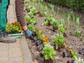 Man plants yellow pansy seedlings in the ground, Viola tricolor, spring work in the garden, park, floriculture Royalty Free Stock Photo