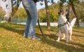 Man playing with the dog in the park Royalty Free Stock Photo