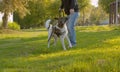 Man playing with the dog in the park Royalty Free Stock Photo