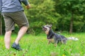 Man plays with an Australian Cattledog outdoors