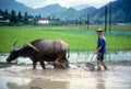 Man plowing with buffalo in rice paddy