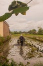 A man plows a village rice field on Java after harvesting with a plow Royalty Free Stock Photo