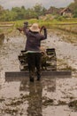 A man plows a village rice field on Java after harvesting with a plow Royalty Free Stock Photo