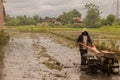 A man plows a village rice field on Java after harvesting with a plow Royalty Free Stock Photo