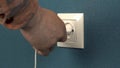 A man plugs a phone charger into a wall outlet. Rosette in the wall with dark blue wallpaper. Closeup Royalty Free Stock Photo