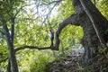 Man posing on tree branch on trail