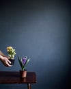 Man with potted flowers on grey wall background Royalty Free Stock Photo