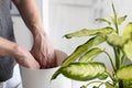 Man potting Dieffenbachia plant at home. Mans hands potting plant closeup Royalty Free Stock Photo