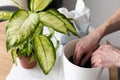 Man potting Dieffenbachia plant at home. Mans hands potting plant. Royalty Free Stock Photo