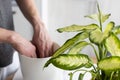 Man potting Dieffenbachia plant at home. Mans hands potting plant. Selective focus. Royalty Free Stock Photo