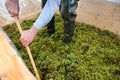 Man pounding grapes