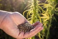 Man pouring hemp seeds from hand to hand, on the field, close up shot