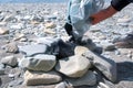 Man pours charcoal in the grill of stones, breaks coals with stone, hands closeup.