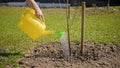 Man pours water from yellow watering can on young tree seedling in summer sunny weather. Man hand holds yellow watering Royalty Free Stock Photo