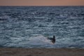 A man that practice kitesurf during in a sunset in tarifa, Spain Royalty Free Stock Photo