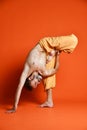Man practicing advanced yoga. A series of yoga poses. Royalty Free Stock Photo