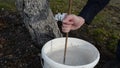 Man prepare fruit tree whitewash fluid protect vermin bucket