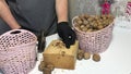 A man pricks walnuts with a hammer. On a wooden block. Close-up shot