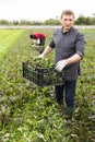 Man horticulturist holding crate with harvest mustard leaf on the plantation