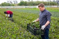 Man horticulturist holding crate with harvest mustard leaf on the plantation