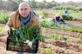 Man professional horticulturist holding harvest of green onion in crate