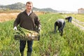 Man professional horticulturist holding harvest of onion