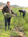 Man professional horticulturist holding harvest of onion