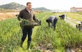 Man professional horticulturist holding harvest of onion