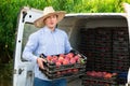 Man professional horticulturist packing crates with tasty peaches to car