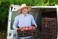 Man professional horticulturist packing crates with tasty peaches to car