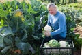 Man professional horticulturist picking harvest of cauliflower
