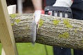 Man in protective gloves saws aspen trunk with electric chainsaw.