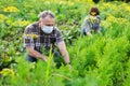 Man in protective mask working with dill bushes in garden