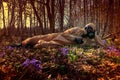 Man in protective suit, mask in forest Royalty Free Stock Photo