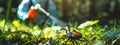 A man in a protective suit sprays the grass against ticks. Selective focus. Royalty Free Stock Photo