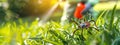 A man in a protective suit sprays the grass against ticks. Selective focus. Royalty Free Stock Photo
