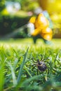 A man in a protective suit sprays the grass against ticks. Selective focus. Royalty Free Stock Photo