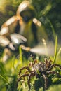 A man in a protective suit sprays the grass against ticks. Selective focus. Royalty Free Stock Photo