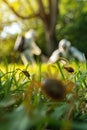 A man in a protective suit sprays the grass against ticks. Selective focus. Royalty Free Stock Photo